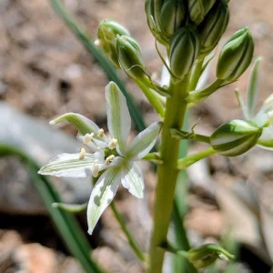 Ornithogalum narbonense Flower