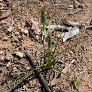 Ornithogalum narbonense The plant