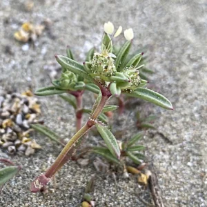 Plantago sarcophylla