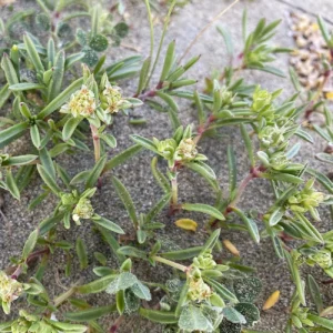 Plantago sarcophylla