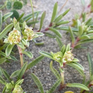 Plantago sarcophylla