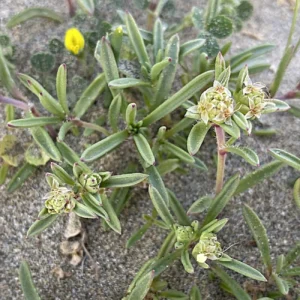 Plantago sarcophylla