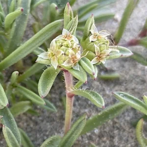 Plantago sarcophylla