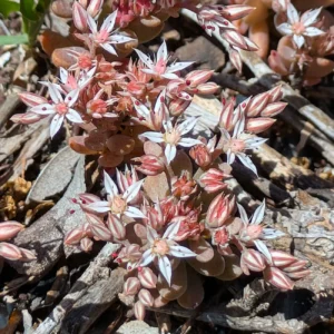 Sedum eriocarpum subsp. porphyreum (2)