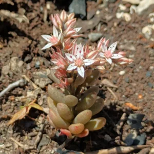 Sedum eriocarpum subsp. porphyreum