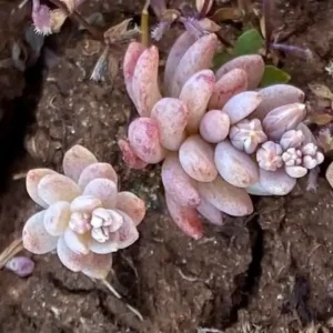 Sedum eriocarpum subsp. porphyreum Before the flowering period