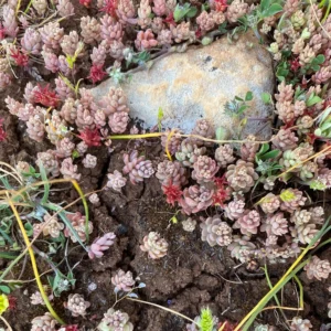 Sedum eriocarpum subsp. porphyreum Colony