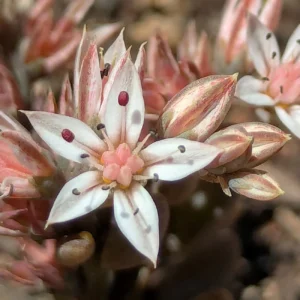 Sedum eriocarpum subsp. porphyreum Flower