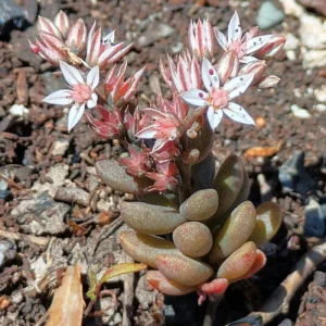Sedum eriocarpum subsp. porphyreum Individual plant