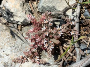 Sedum eriocarpum subsp. porphyreum Large plant