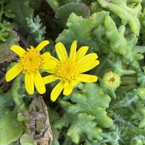 Senecio glaucus subps. cyprius