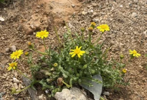 Senecio glaucus subps. cyprius Plant
