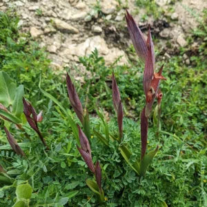Serapias bergonii Plants
