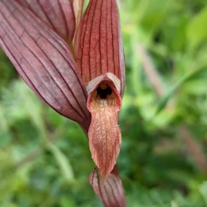 Serapias bergonii Tongue (epichile) relatively narrow and elongated