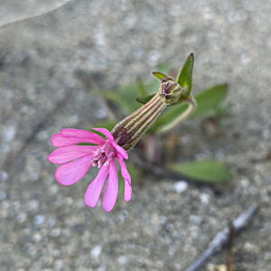 Silene colorata