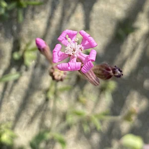 Silene colorata