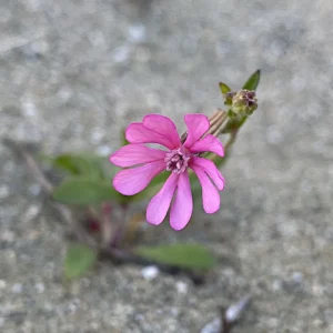 Silene colorata