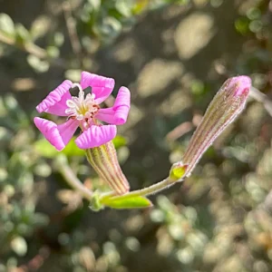 Silene colorata