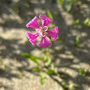 Silene colorata