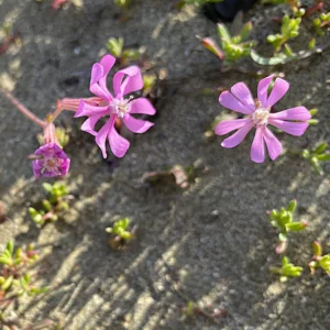 Silene colorata