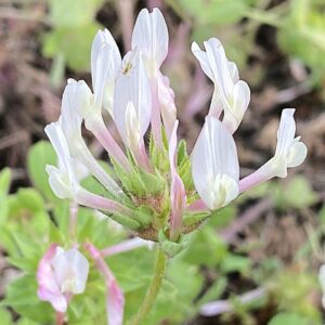 Trifolium clypeatum