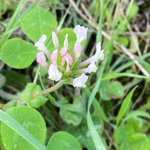 Trifolium clypeatum