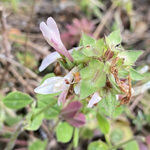 Trifolium clypeatum Flower head late stage