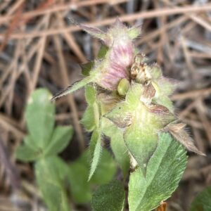 Trifolium clypeatum Flower head seeded