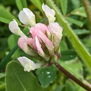Trifolium clypeatum Flowers