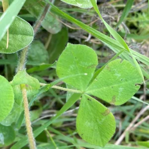Trifolium clypeatum Stem