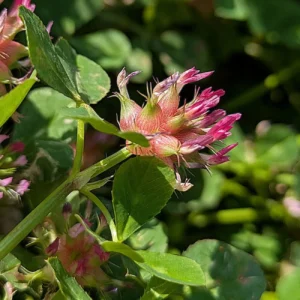 Trifolium spumosum