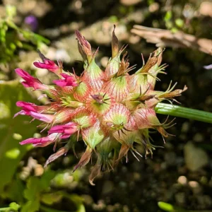 Trifolium spumosum