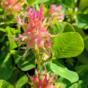 Trifolium spumosum