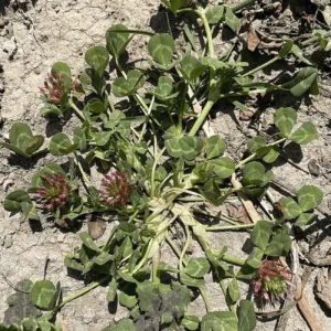 Trifolium spumosum plant