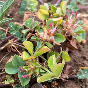 Trifolium spumosum Plant