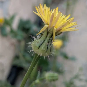 Urospermum picroides