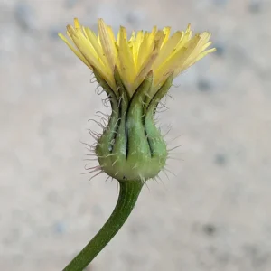 Urospermum picroides