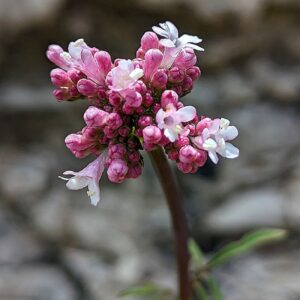 Valeriana italica