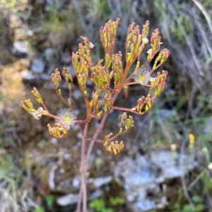 Valeriana italica fruits