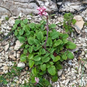 Valeriana italica plant(s)