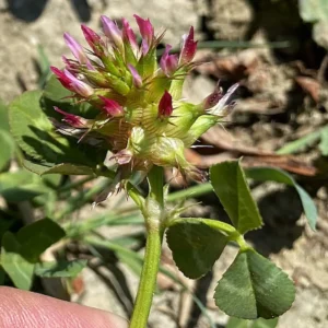 Young Trifolium spumosum flower head