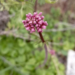 Young Valeriana italica