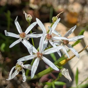 Allium trifoliatum