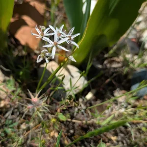 Allium trifoliatum