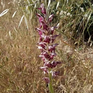 Anacamptis coriophora