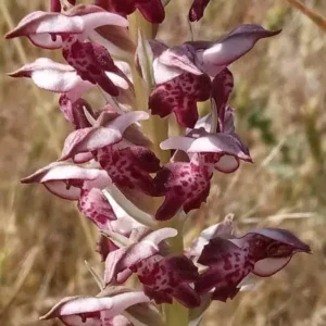 Anacamptis coriophora