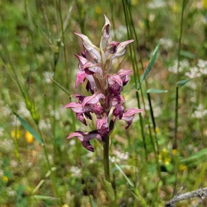 Anacamptis coriophora