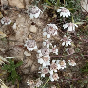 Anthemis tricolor