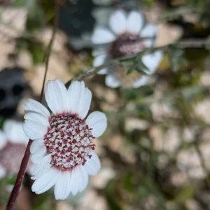 Anthemis tricolor