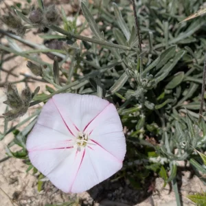 Convolvulus oleifolius